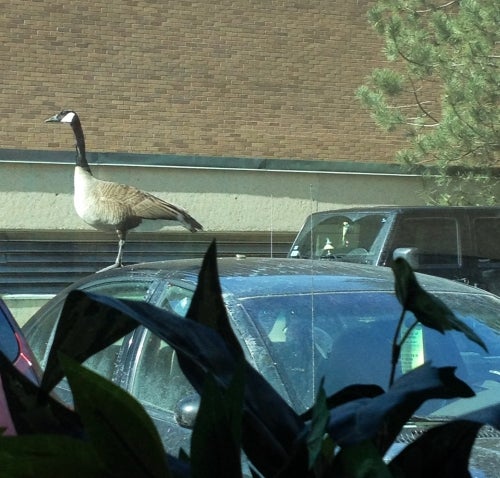 goose on car