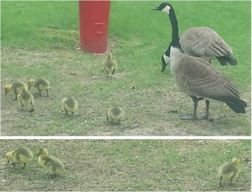 Two adult geese with their goslings.