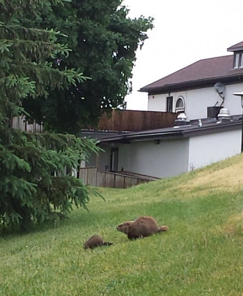 groundhogs on grass