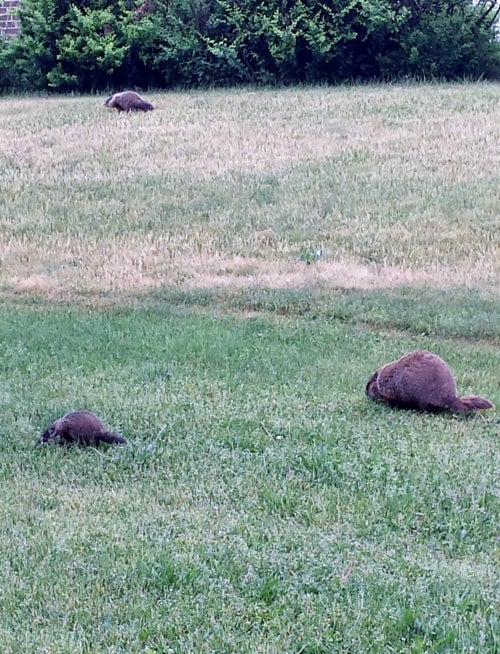 groundhogs eating grass