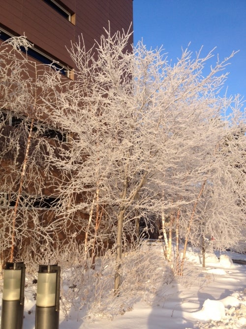 Frost on trees outside the new Accounting building on campus