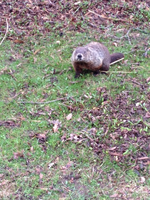 A beaver on grass outside of a campus building.
