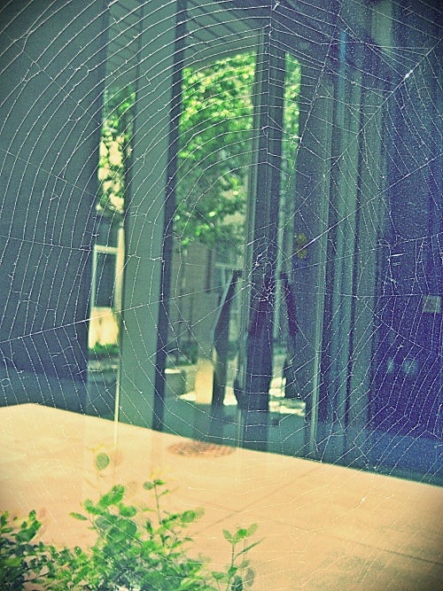 A picture of a large intricate spider web.