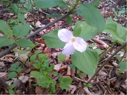 A beautiful trillium flower surrounded by greenery.
