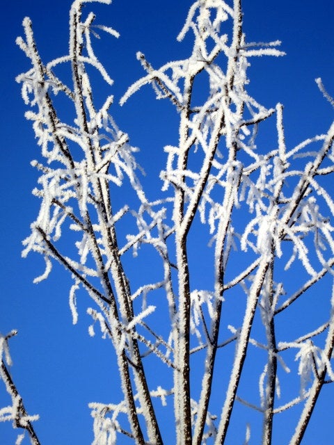frosted branches against blue sky