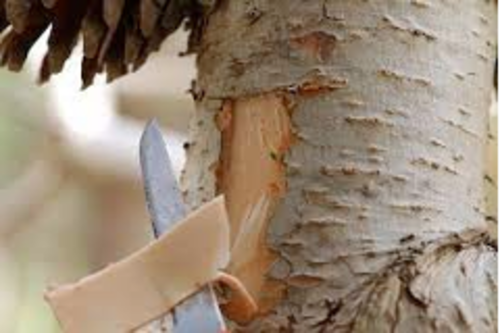 harvestinng paper birch bark