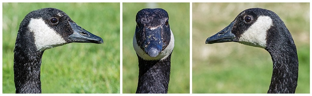 goose triptych