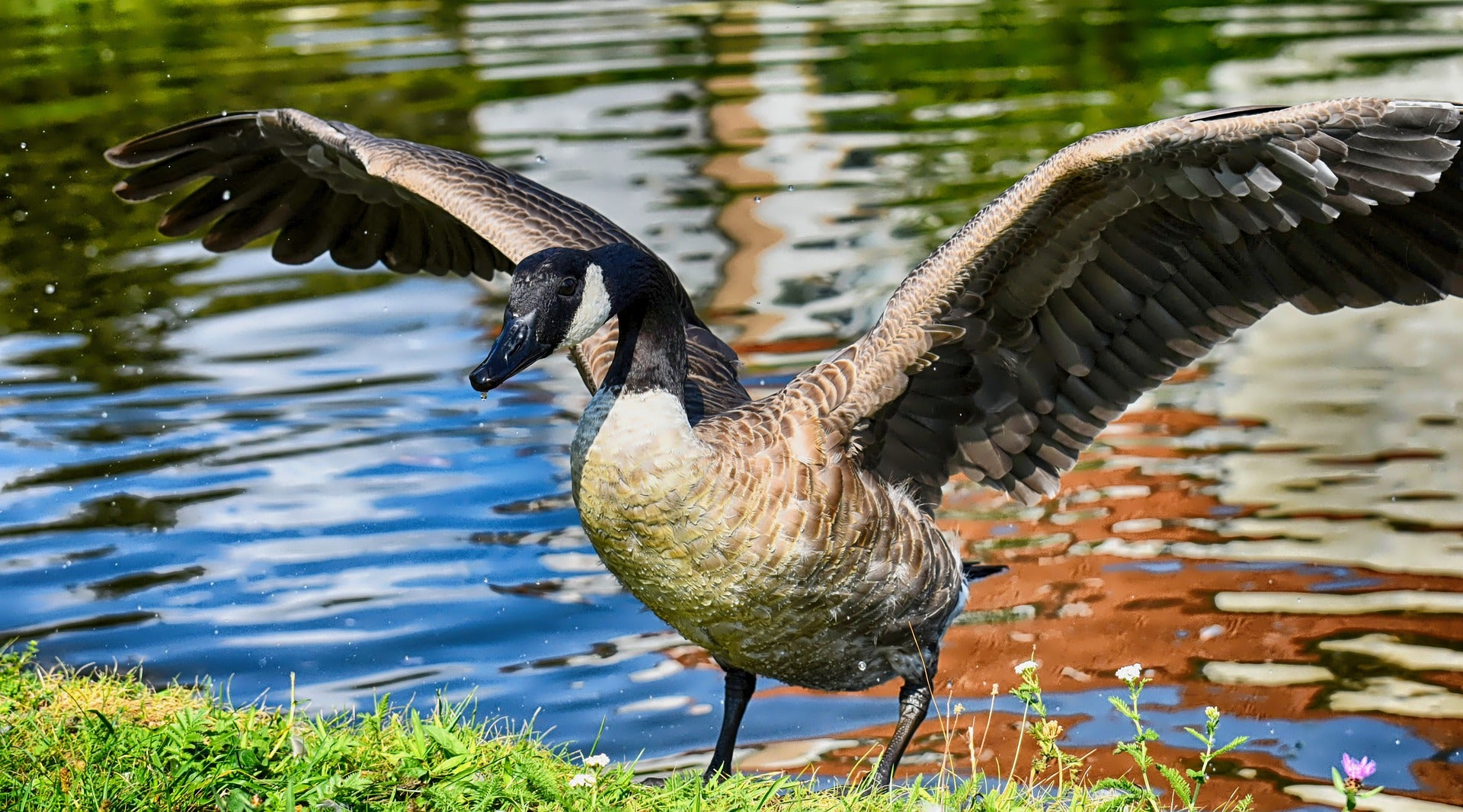  goose with wings outstretched