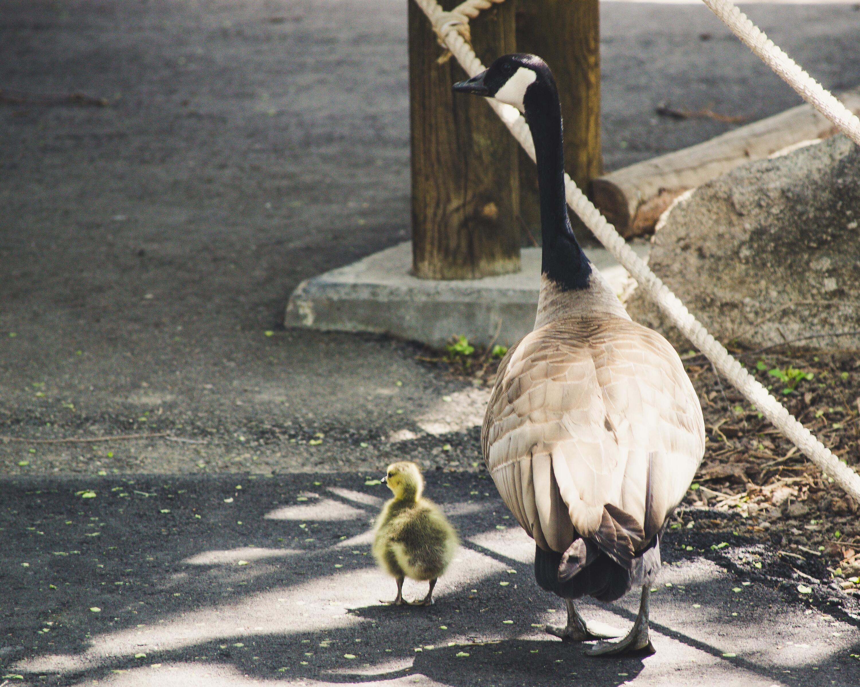 bird and chick on sidewalk