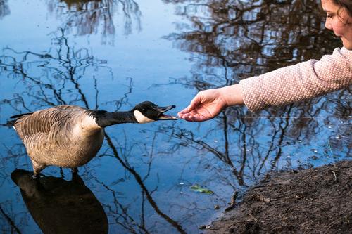 hand feeding geese