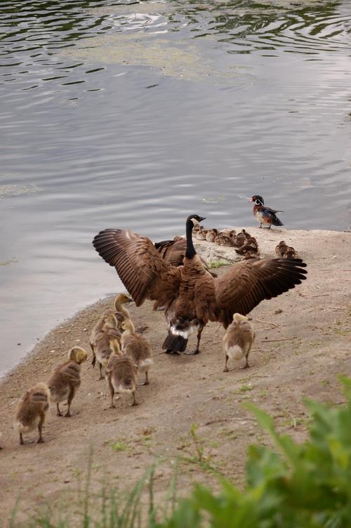 geese on beach with babies