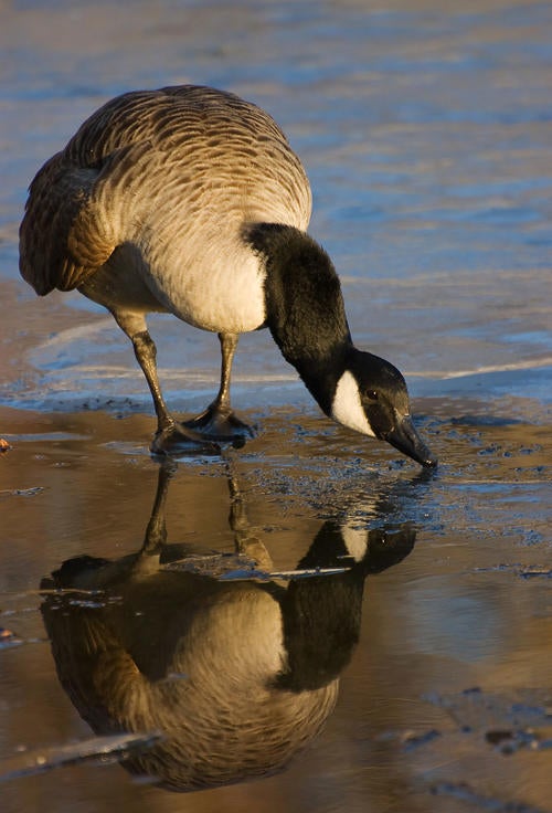 goose drinking water