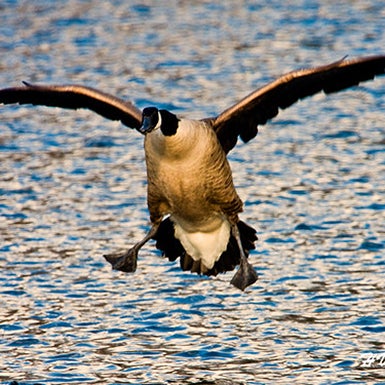 goose above water