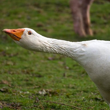 aggresive goose