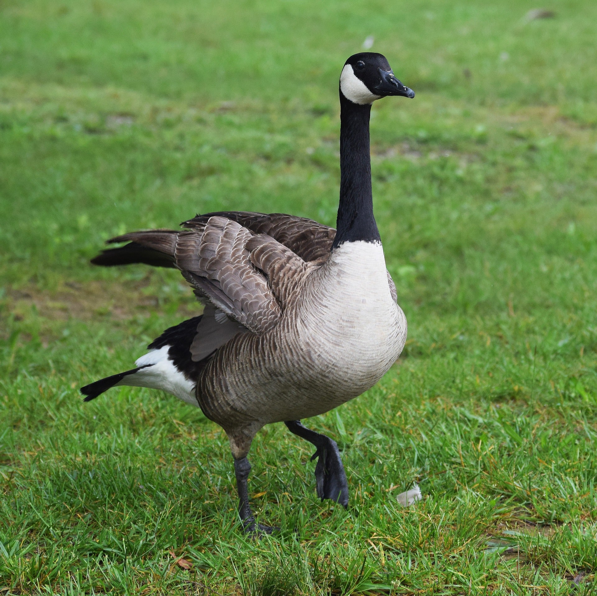 strutting goose