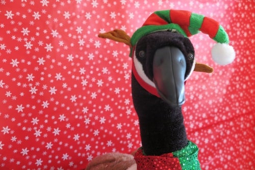 Scholar the goose in an elf costume