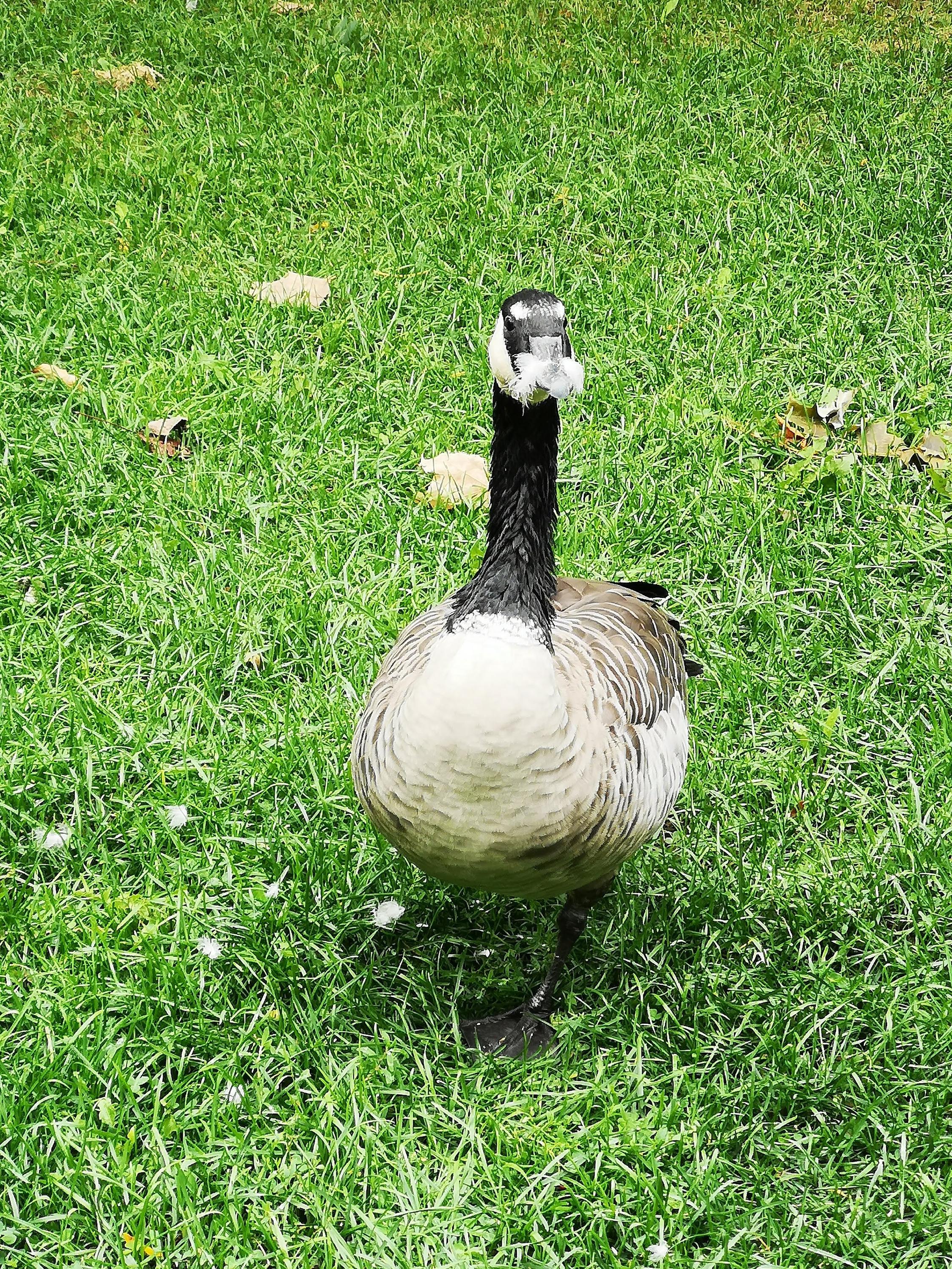 goose with a feather moustache