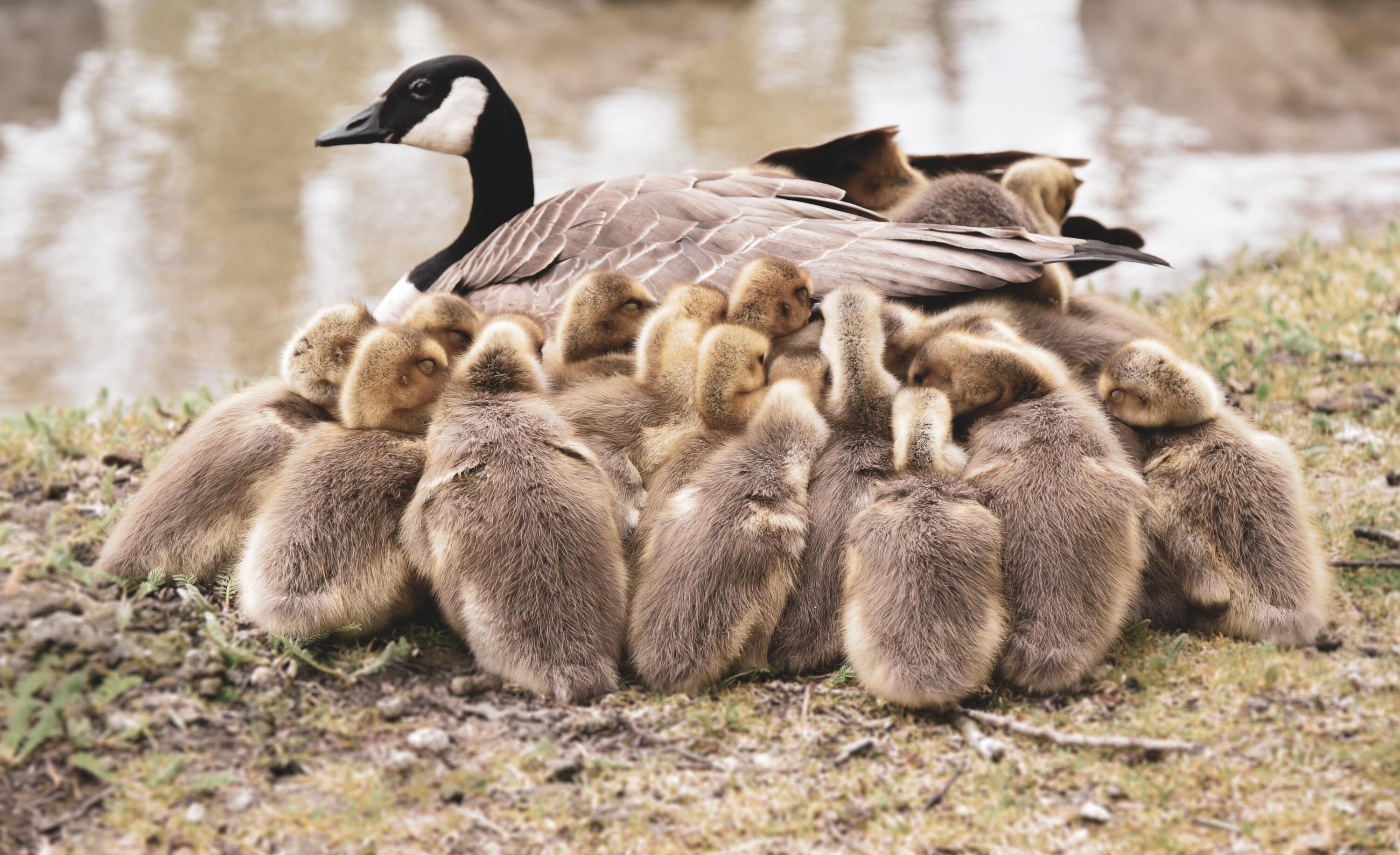 goslings and goose