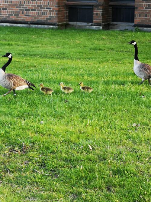 baby geese with parents
