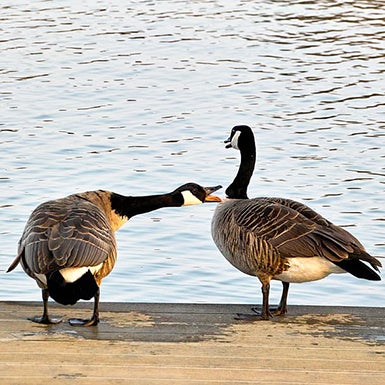 two geese chattering