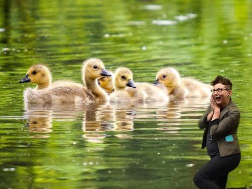 person standing in front of ducklings