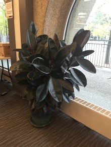 Potted plant in the Dana Porter Library