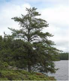 Jack Pine tree
