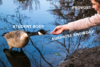 hand feeding goose