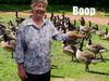 Lady bopping goose on head