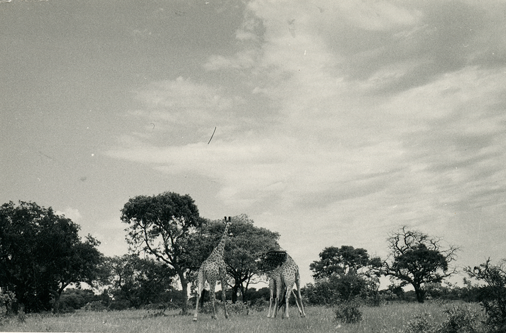original notes and images from observing giraffes