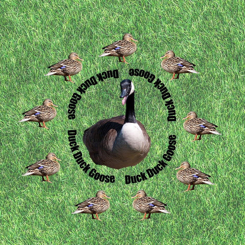 goose surrounded by ducks