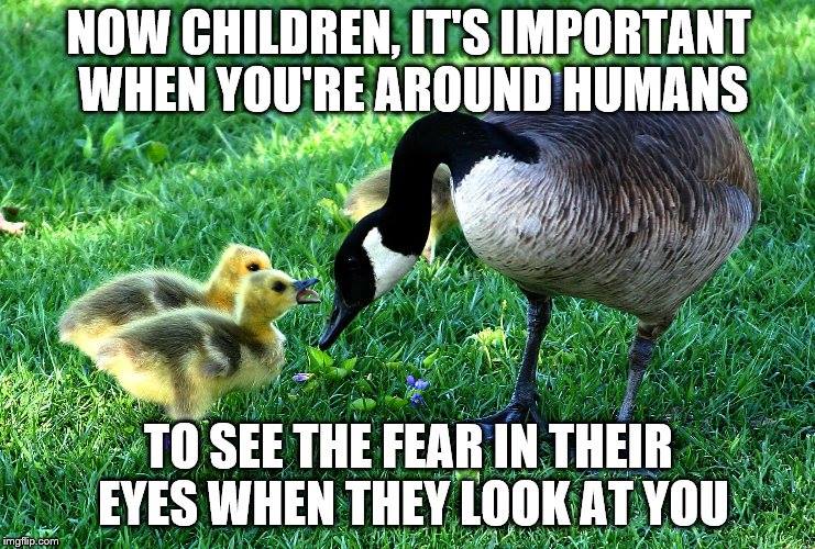 mother goose telling babies to make sure they see the look of fear in the eyes of people