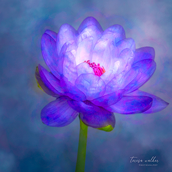 My water lily dream by Teresa Walker