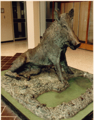 Waterloo's boar.