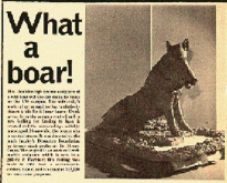 &quot;What a Boar!&quot; news clipping.