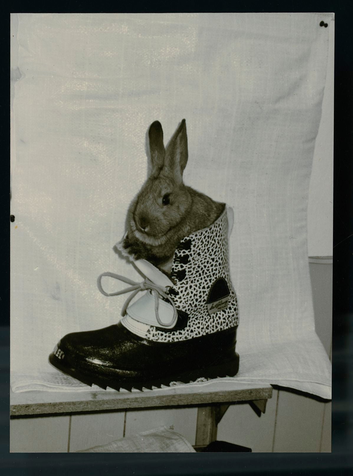 Rabbit in a Sorel's boot. 