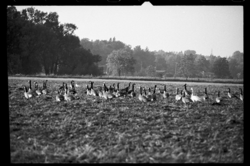 Photo of flocking geese.