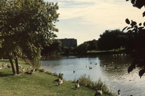 Geese stand at the side of the University of Waterloo pond.