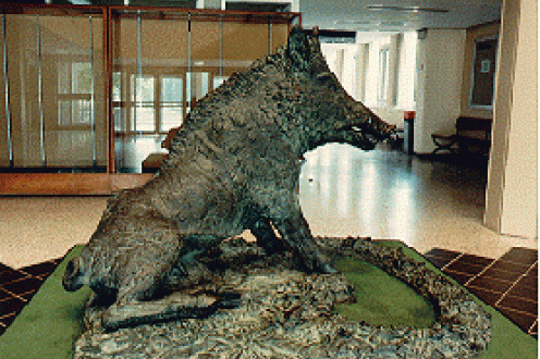 Boar in Modern Languages Building, back view.