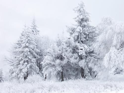 Trees covered in snow.