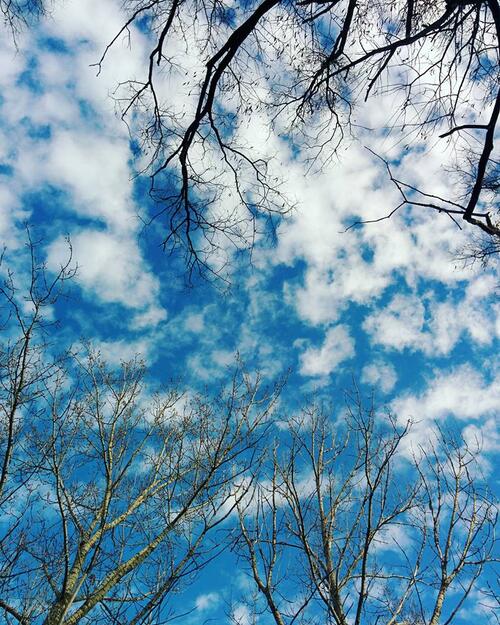 Tree branches in the sky