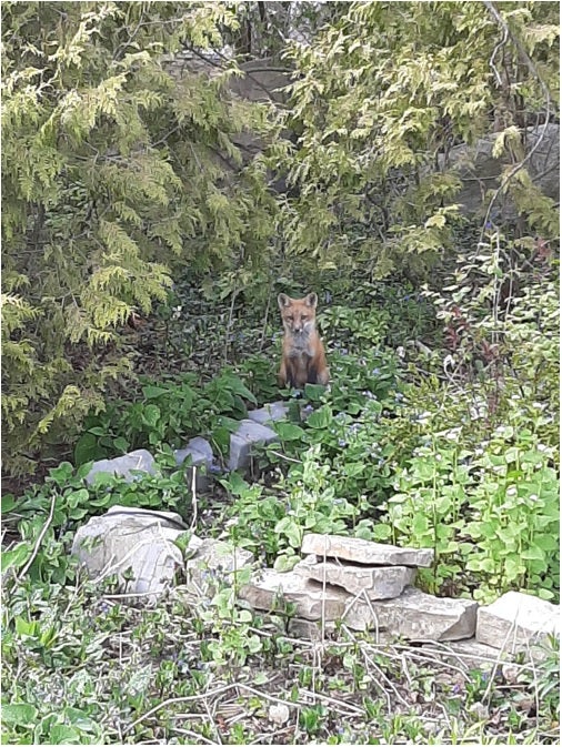 A baby fox sitting among greenery