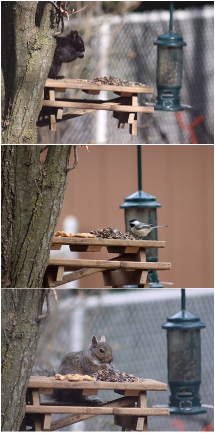 Wildlife visits a small picnic table