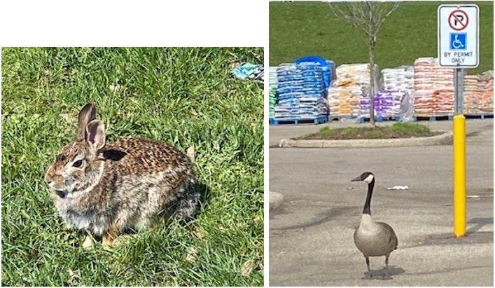 A rabbit, and a goose in a parking lot