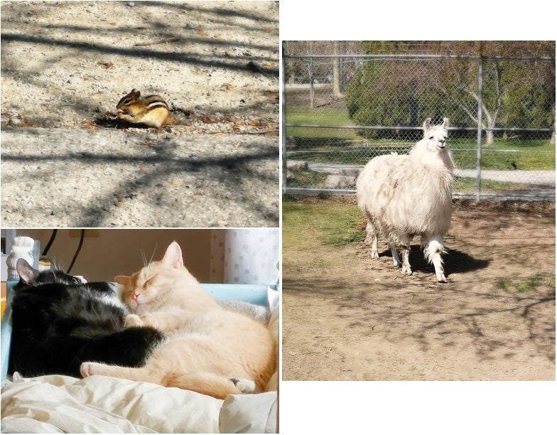 A chipmunk, two cats cuddling, and a llama