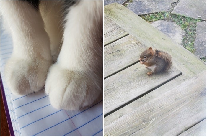 Close up of cat's paws, baby squirrel