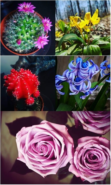 5 images of colourful flowers
