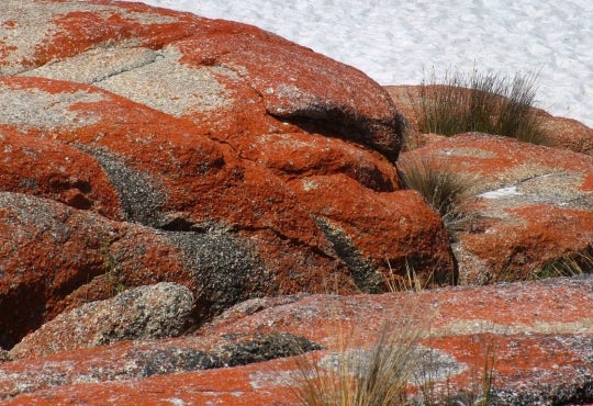Red algae on rocks