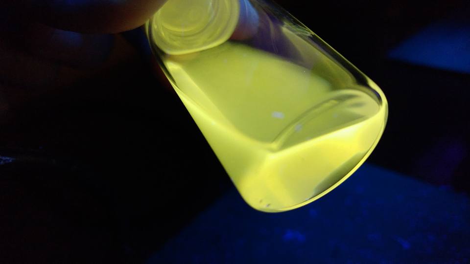 Radiant yellow quantum dot under UV/black light being examined