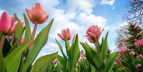 7 pink tulips